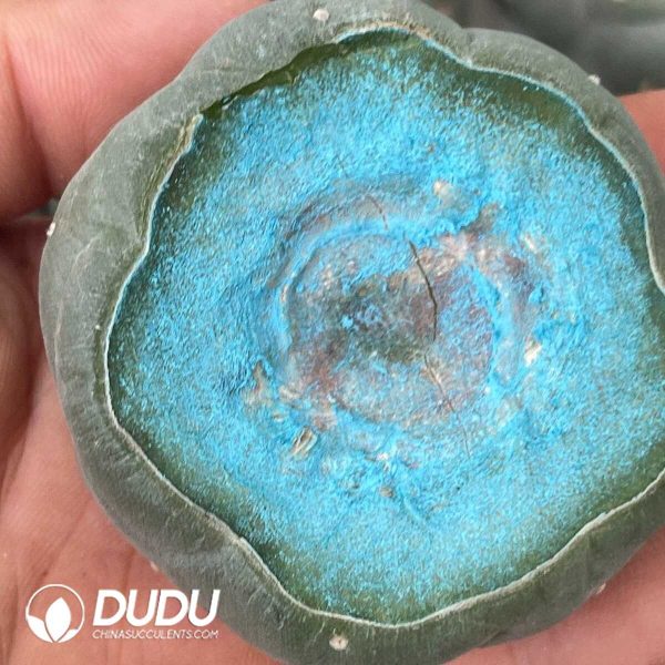 Large-tubercled Lophophora williamsii cv. Caespitosa (Degrafted & Rootless) - Image 2