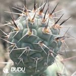 Tephrocactus Articulatus var.Syringanicus Long Spine (rootless Offset) - Image 2