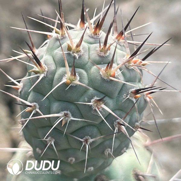 e202-208.jpg Tephrocactus Articulatus var.Syringanicus Long Spine (rootless Offset) - Image 2