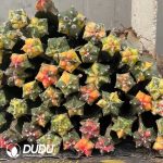 Astrophytum Myriostigma Varigated (Grafted) - Image 2