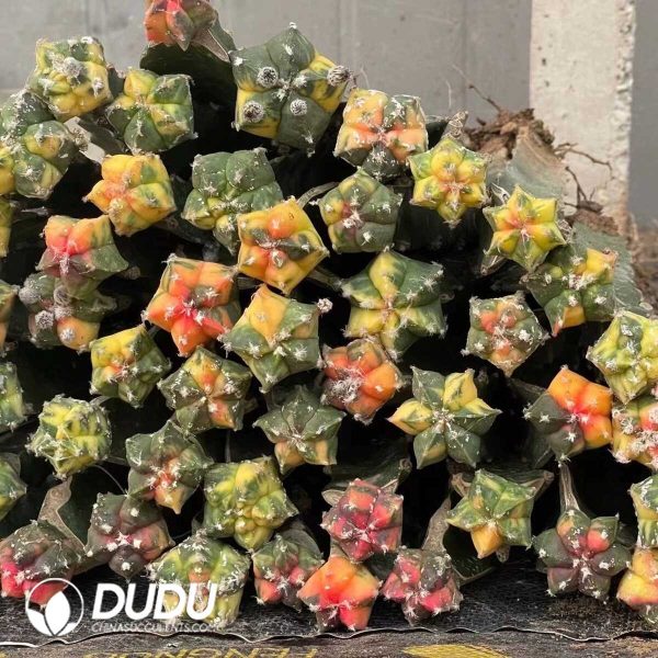 e202-209.jpg Astrophytum Myriostigma Varigated (Grafted) - Image 2