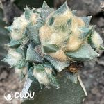 Ariocarpus Trigonus (Grafted) - Image 2