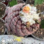 Copiapoa Hypogaea (Grafted) - Image 2