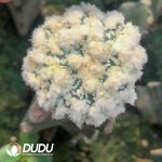 Astrophytum Asterias Dense White Garden (Grafetd) - Image 2