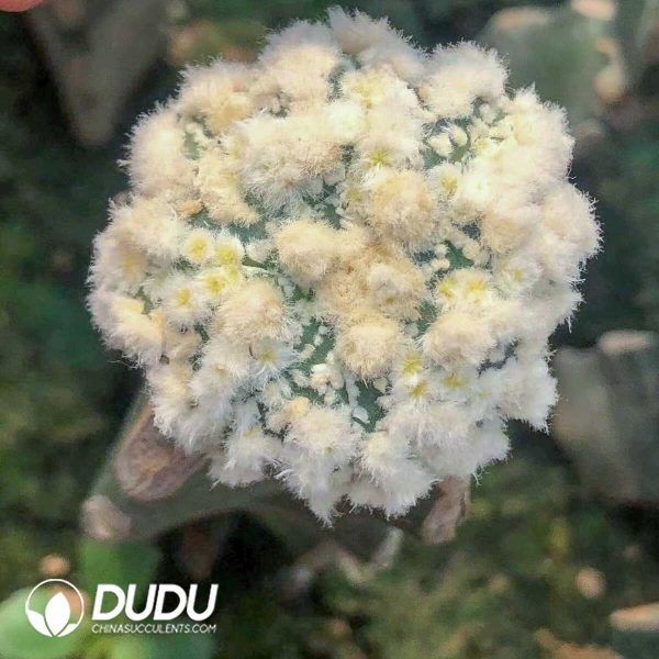 e202-212.jpg Astrophytum Asterias Dense White Garden (Grafetd) - Image 2