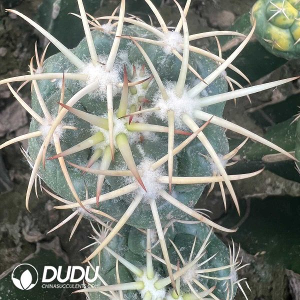 e202-213.jpg Coryphantha Wild Spine Ivory (Grafted) - Image 2