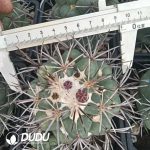 Coryphantha Poselgeriana (A.Dietr.) Britton et Rose - Image 2