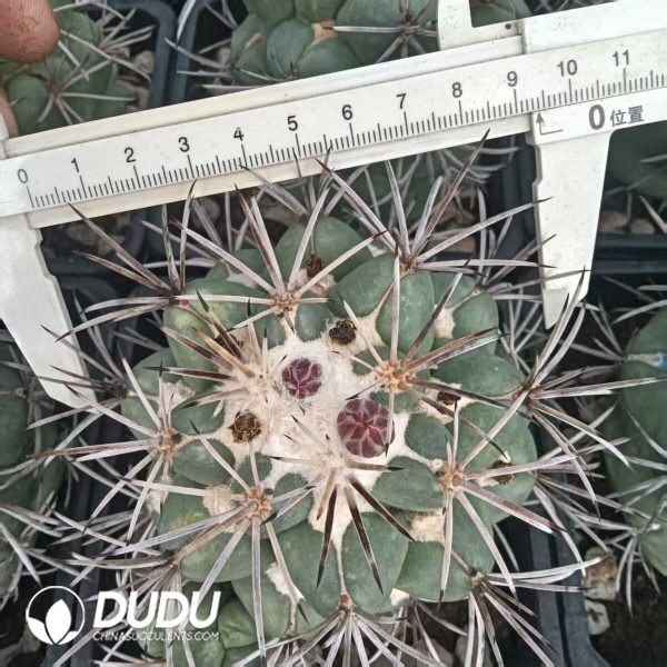 e202-214.jpg Coryphantha Poselgeriana (A.Dietr.) Britton et Rose - Image 2