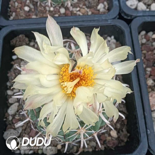 e202-215.jpg Coryphantha Tripugionacantha - Image 2