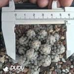 Mammillaria Theresae Clustering - Image 2