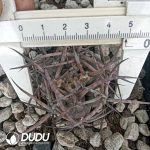 Gymnocalycium  G. hossei - Image 2