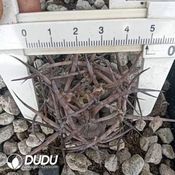 e202-217.jpg Gymnocalycium  G. hossei - Image 2