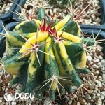 Ferocactus Tainesii( Salm-Dyck) Werderm Variegated - Image 2