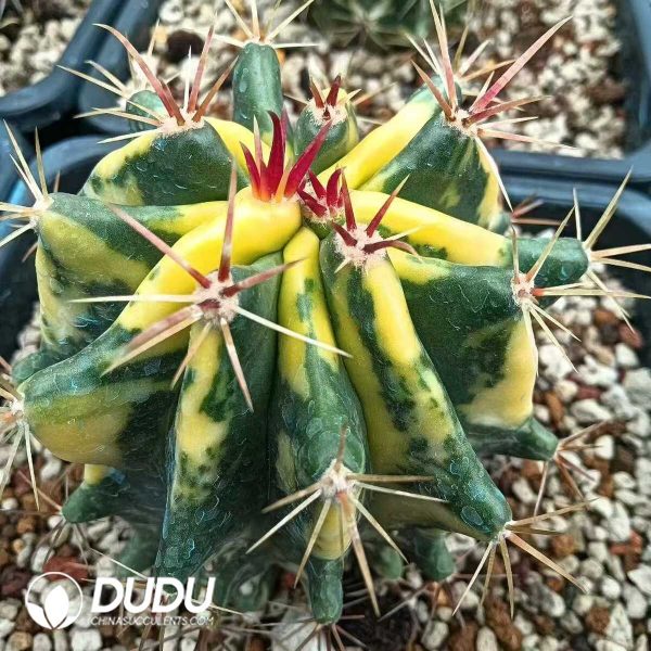 Ferocactus Tainesii( Salm-Dyck) Werderm Variegated - Image 2