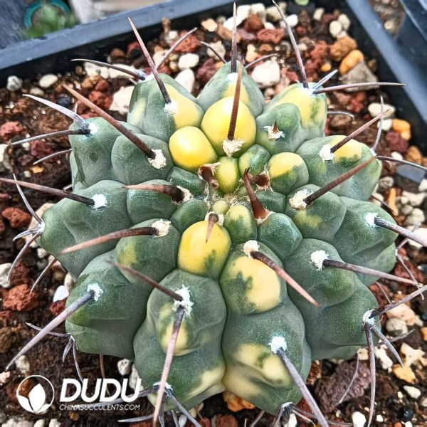 Gymnocalycium Vatteri - Image 2