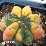 Gymnocalycium Vatteri - Image 2