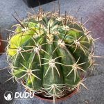 Melocactus Amoenus Variegated - Image 2