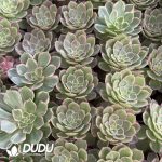 Aeonium kaleidoscope Single Head Seedling - Image 2