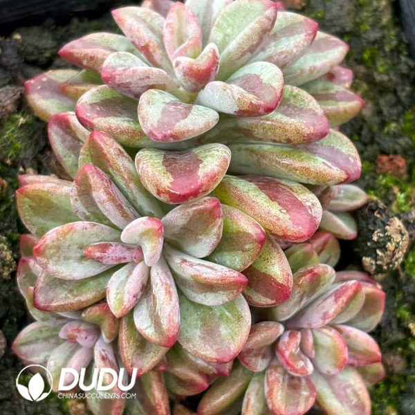 Echeveria Rezry Variegated - Image 2