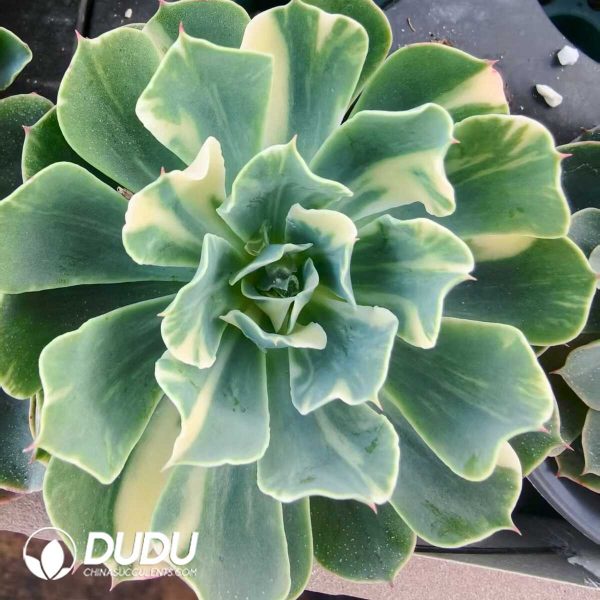 Echeveria Tsunami Variegated - Image 2