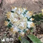 Cactus-Coryphantha Elephantidens Thom Crested(Grafted) - Image 2