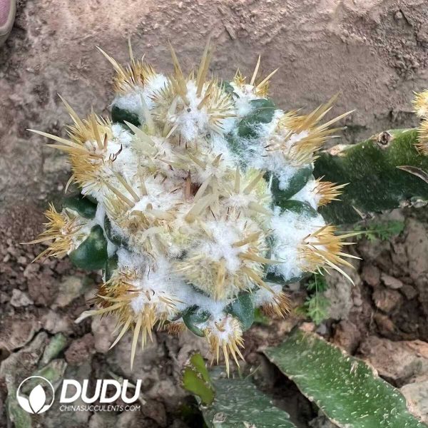 Cactus-Coryphantha Elephantidens Thom Crested(Grafted) - Image 2