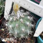Turbinicarpus gielsdorfianus(Seed Grown) - Image 2