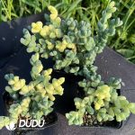 Astridia velutina Variegated - Image 2