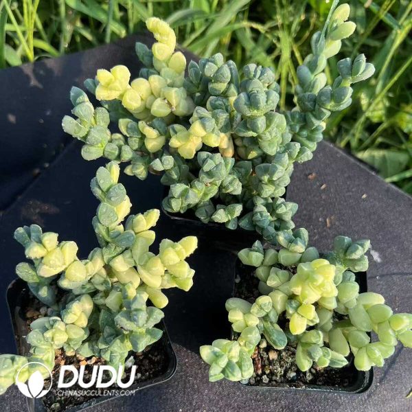 Astridia velutina Variegated - Image 2