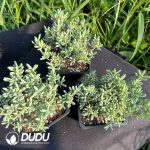 Dicrocaulon Big Clustering - Image 2