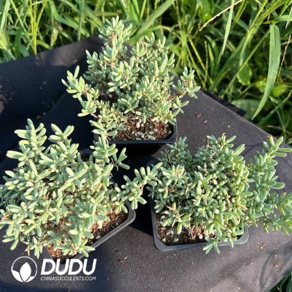 Dicrocaulon Big Clustering - Image 2