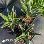 Aloe Thailand TCT vera(L.) Burm. f. - Image 2