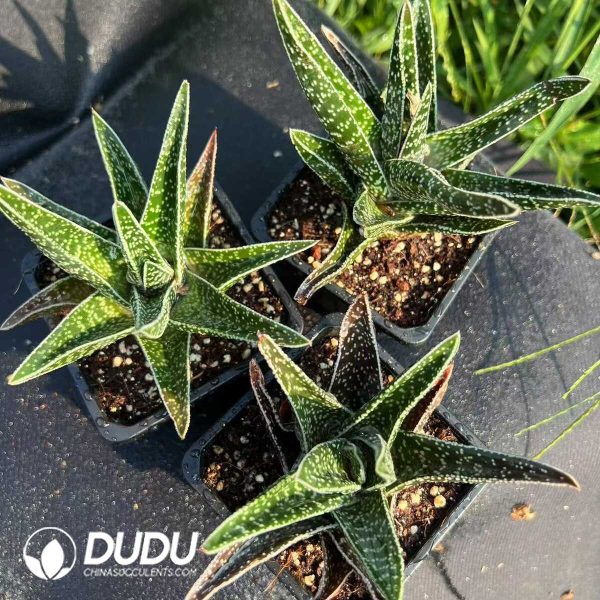 Aloe Thailand TCT vera(L.) Burm. f. - Image 2