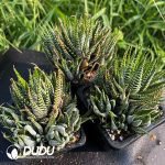 Haworthia fasciata Clustering - Image 2
