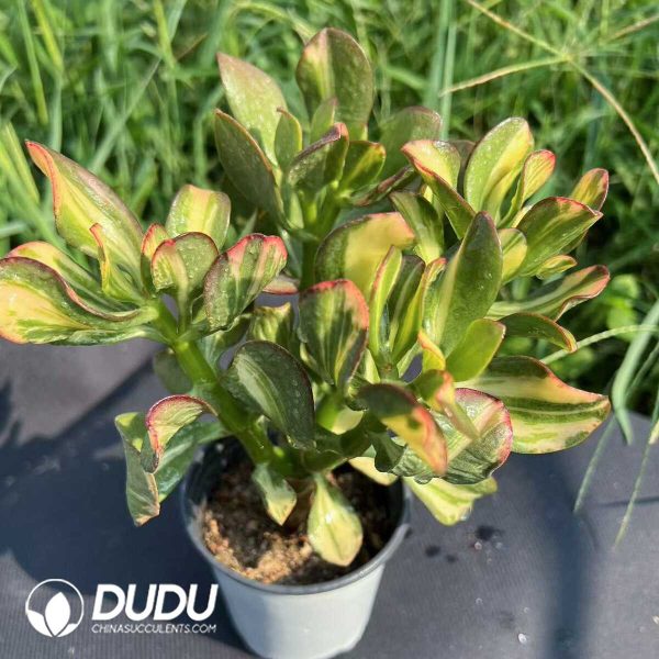 Echeveria Colorful Butterfly Variegated Clustering - Image 2