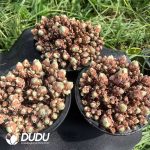 Aeonium Jade Ball Clustering (No compensation for broken branches) - Image 2