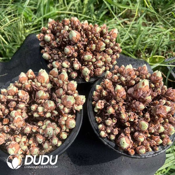 e202-96.jpg Aeonium Jade Ball Clustering (No compensation for broken branches) - Image 2