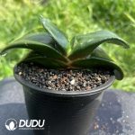 Haworthia fasciata - Image 2