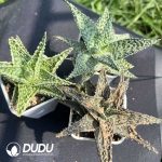 Aloe Thailand TCT vera (L.) Burm. f. - Image 2