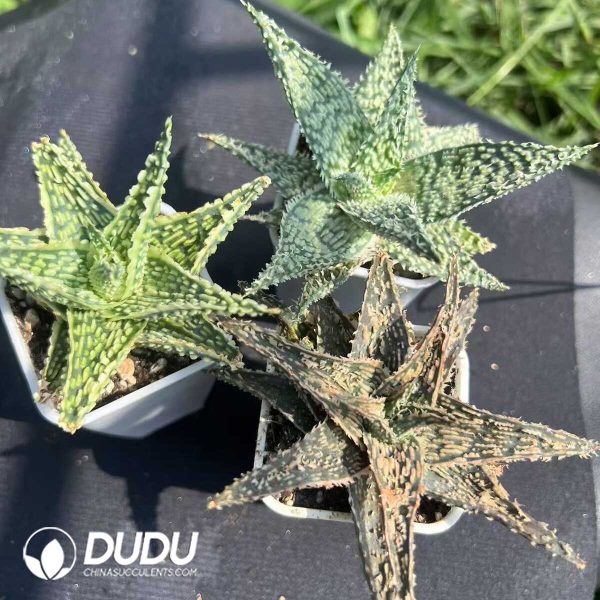 Aloe Thailand TCT vera (L.) Burm. f. - Image 2