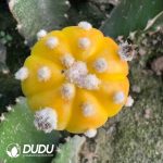 Cactsu Astrophytum asterias Full Variegata Grafted (will be shipped randomly in red or yellow, color cannot be specified) - Image 3