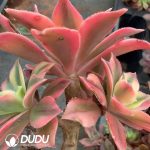 Aeonium Maple Leaf - Image 2