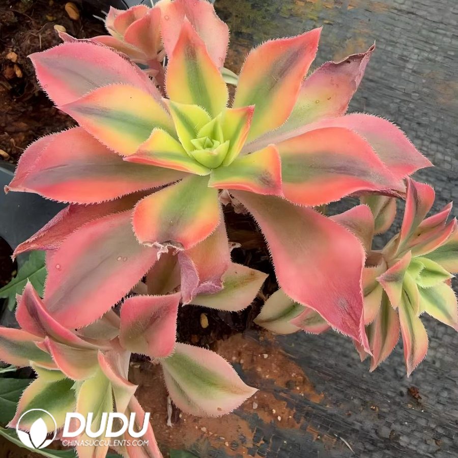 00662D80 Aeonium Maple Leaf - Image 1