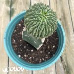 (Grafted)Stenocactus multicostatus