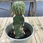 (Grafted)Stenocactus multicostatus - Image 2