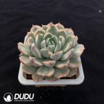 Echeveria Strawberry Cake Variegated - Image 2