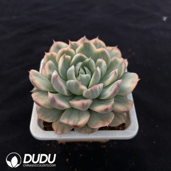 Echeveria Strawberry Cake Variegated - Image 2