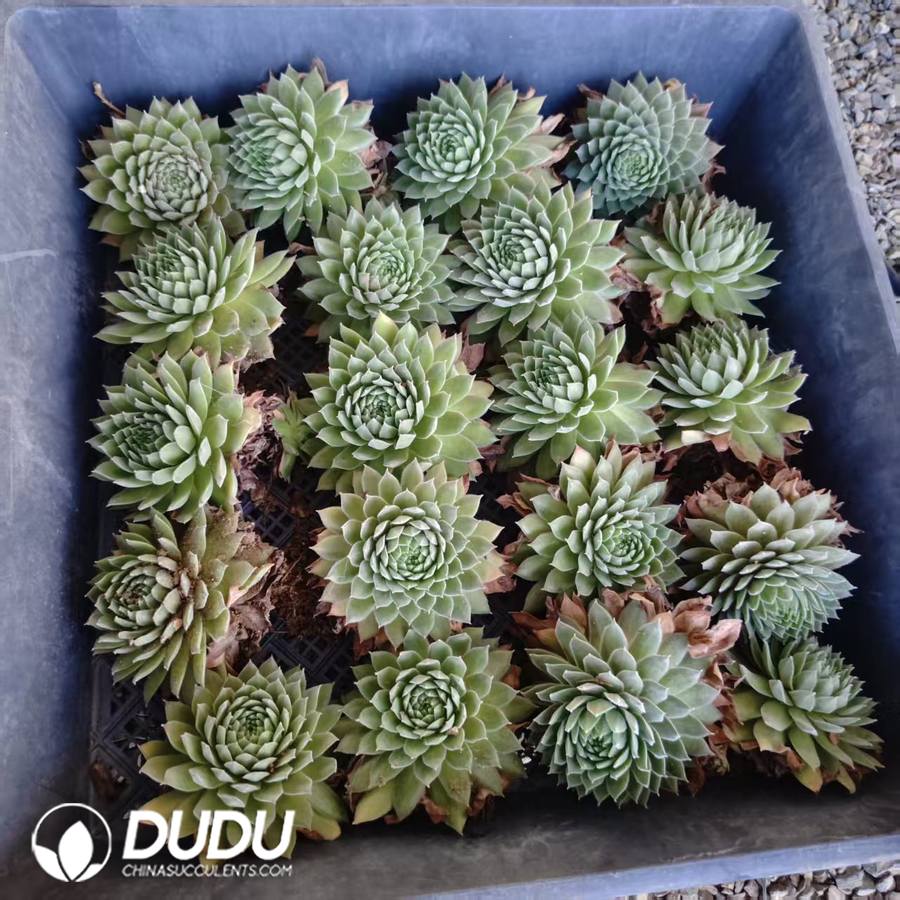 09599D90 Sempervivum Fluffy - Image 1