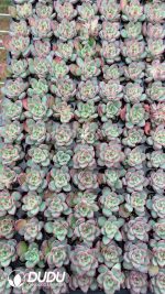 $0.25*105Pcs Echeveria Fire Pillar Seedlings(Mix & Match 5+)