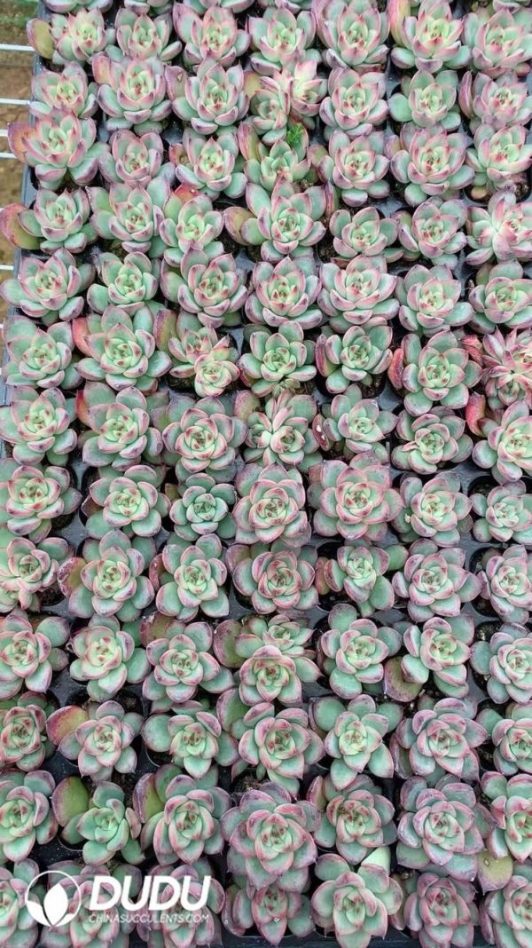 $0.25*105Pcs Echeveria Fire Pillar Seedlings(Mix & Match 5+) - Image 1